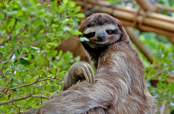 Image 3 —Sloth has slow deliberate movements