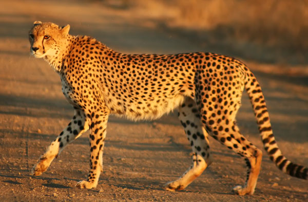 Image 2 - Cheetah has quick bursts of energy